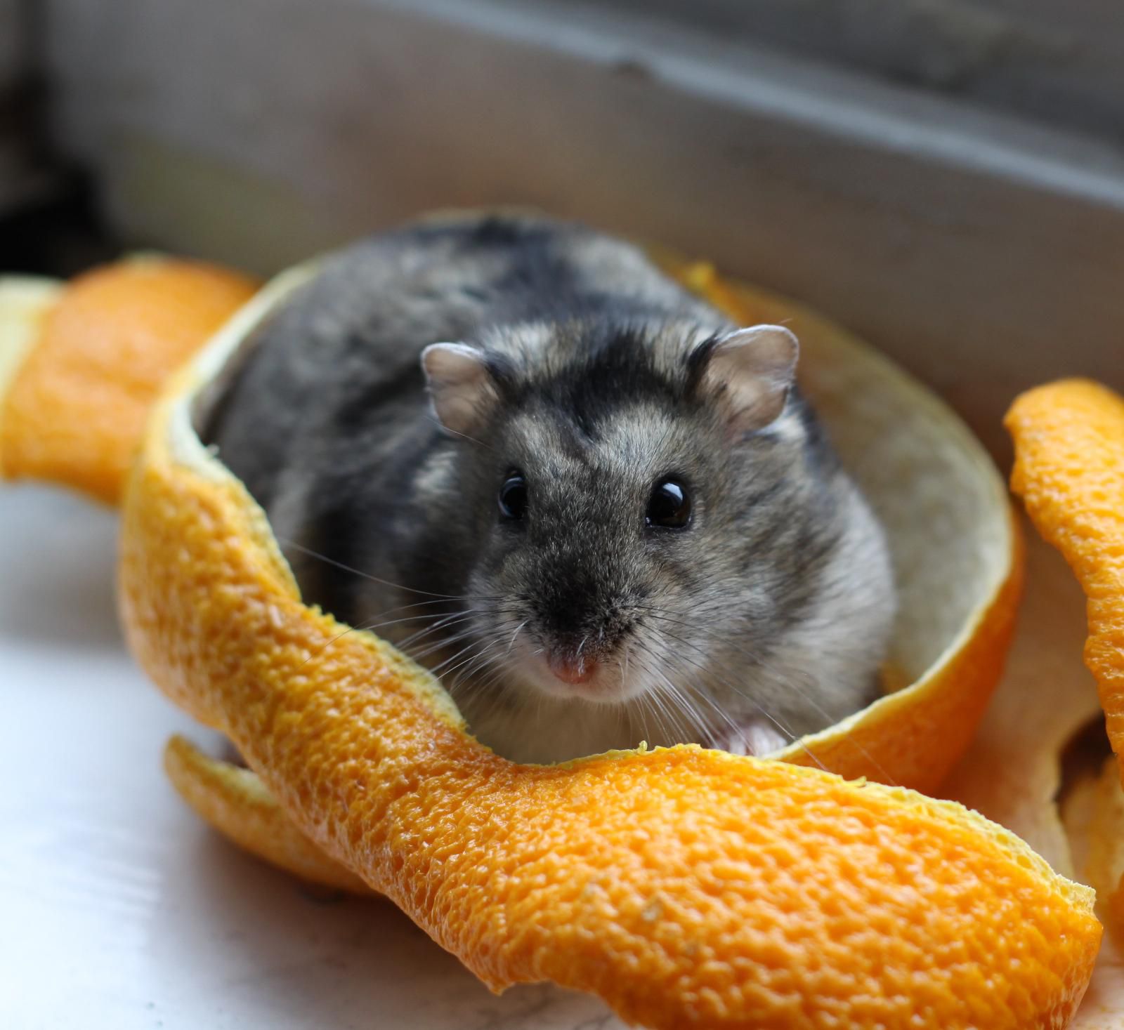 Grand Dwarf Hamsters: Small Size, Big Personality