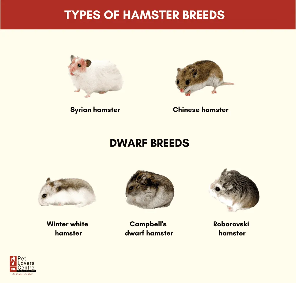 Grand Dwarf Hamsters: Small Size, Big Personality