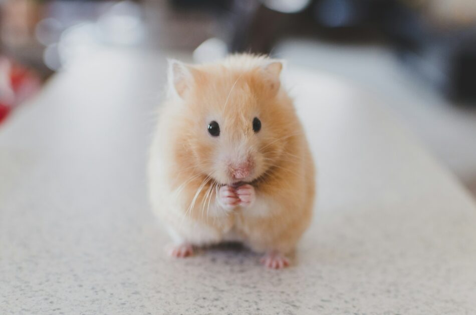 Grand Dwarf Hamsters: Small Size, Big Personality